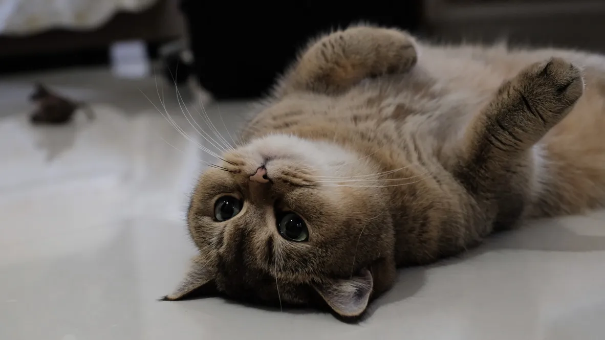 2. Just pets
